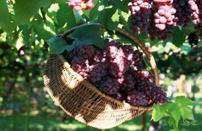 咸阳德丰有限责任公司