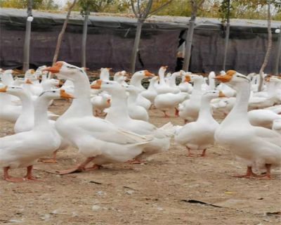 山东诚信鹅业孵化厂