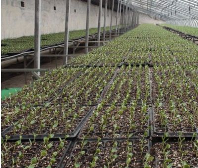 灵寿县汇成蛭石加工厂