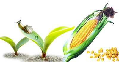 河南省新农种业有限公司