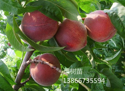 唐姗果树种植专业合作社