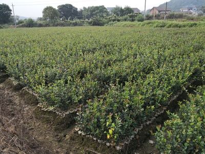 攸县和源油茶种植专业合作社