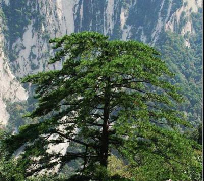 临沂临港产业区港信苗木专业合作社