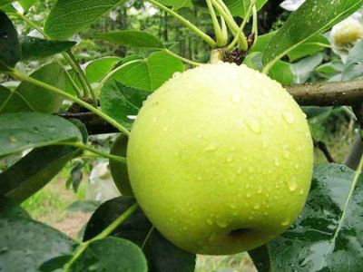 山东临沂市河东区鼎赢苗木种植有限公司