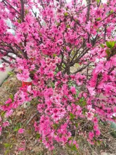 临沂市鼎赢苗木种植有限公司