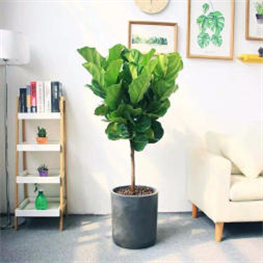 成都景绣春园林工程有限公司