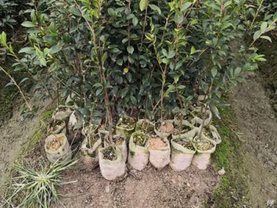 攸县兴林油茶育苗专业合作社