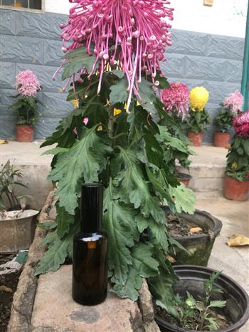 禹州市金豫迷迭香种植有限公司