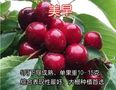 泰安茂军苗木专业合作社