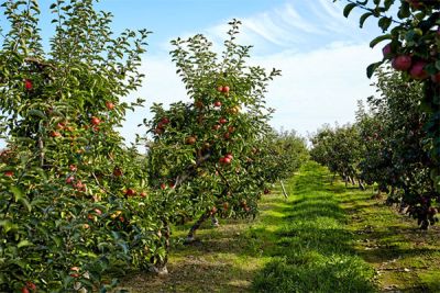 山东农法自然农业科技有限公司