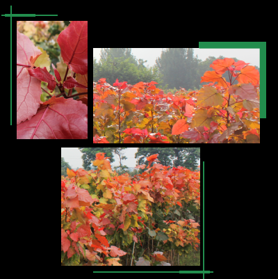 洛阳尚庭农林科技有限公司