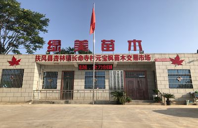 绿美苗木花卉专业合作社