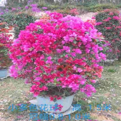 广西上林福人湖休闲农业集团有限公司