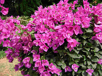 南宁市花梁三角梅种植专业合作社