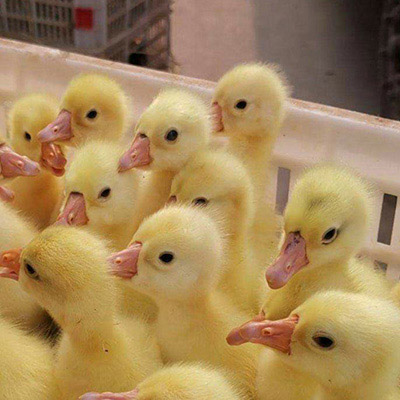 广西南宁金之牧禽业有限公司