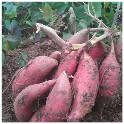 信阳鑫鑫薯业有限公司