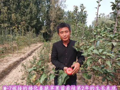 山东省四喜苗木有限公司