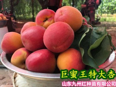 山东省九州红种苗有限公司