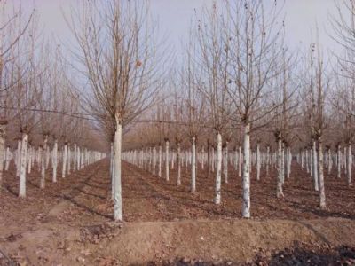 济宁阜康花木园艺场