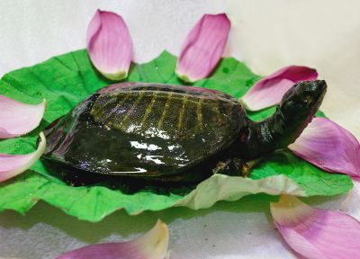 常德市鼎城区河洲龟鳖专业合作社