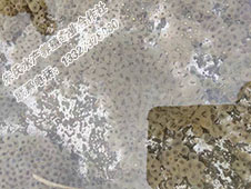 湖南益阳市资阳区朱氏水产养殖专业合作社