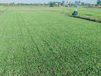 中山市民众镇万领草场