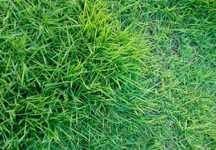 中山市诚佳草业绿化工程有限公司