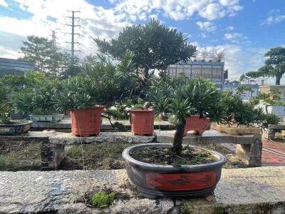 东莞市时进农业发展有限公司