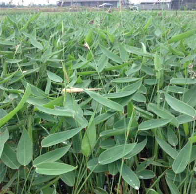 佛山金茂水生植物场