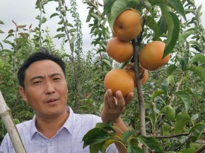 鸿森苗木种植专业合作社