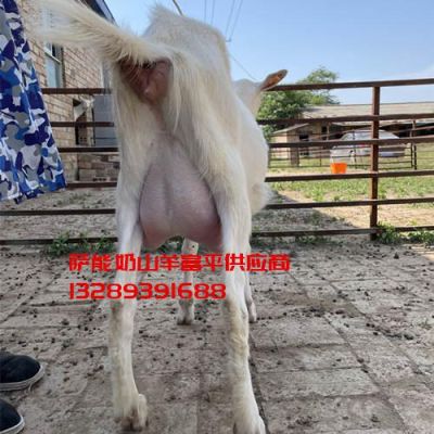 本富平奶山羊养殖场