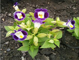 贵州贵云花卉苗木有限公司