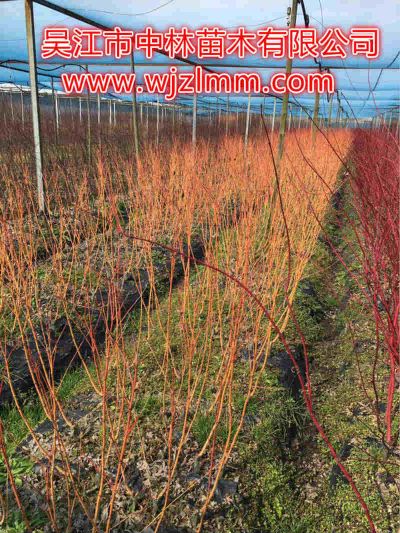 中林苗木有限公司