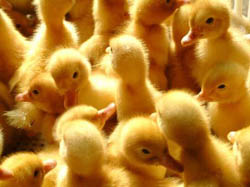 河北衡水晨皓鹅业专业合作社孵化厂