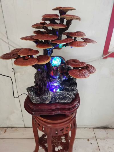 云海灵芝种植专业合作社