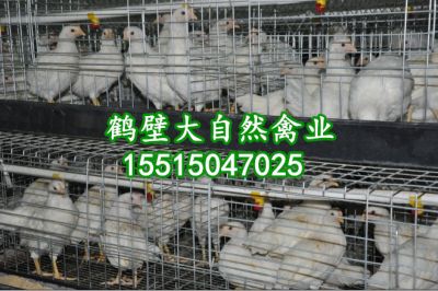 河南大自然禽业有限公司