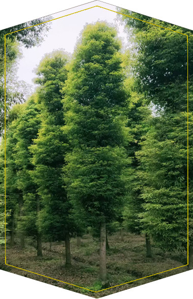 成都三思木园林景观工程有限公司