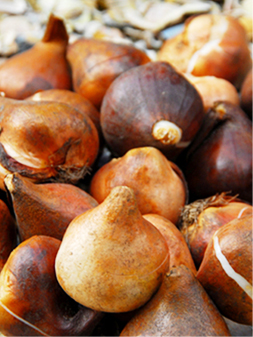 北京圃朗特园艺有限公司