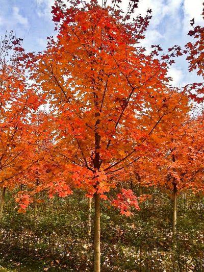 北京朗春馥园园林绿化有限公司