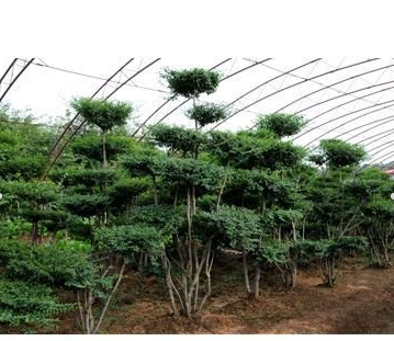 泰安市永兴园艺场