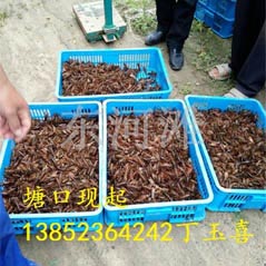 洪泽湖淡水龙虾合作社