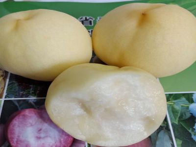 泰安市贝丰农业科技有限公司