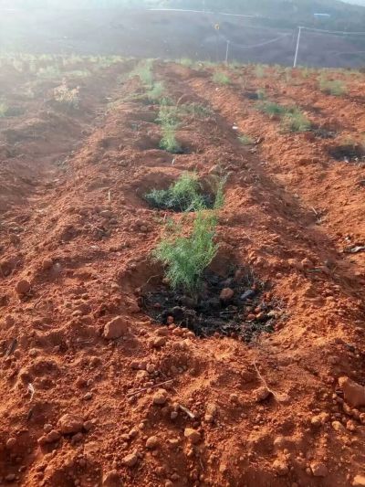 贵州务川绿源中药材种植开发有限公司