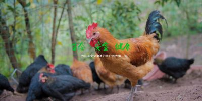 全椒鸿羽生态养殖有限公司