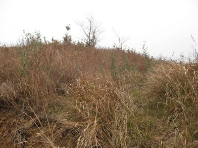 河南金源油茶有限公司