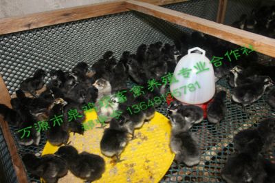 万源市泉鸡坝畜禽养殖专业合作社