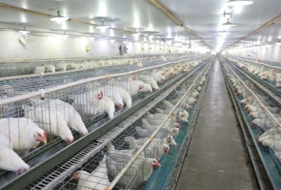 海城市正羽禽业有限公司