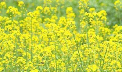 桐城市范岗镇春龙制刷厂