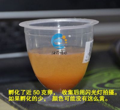 滨州渤冠水产有限公司