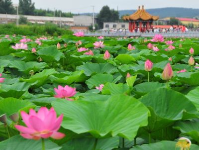 安新华硕水生植物种植有限公司
